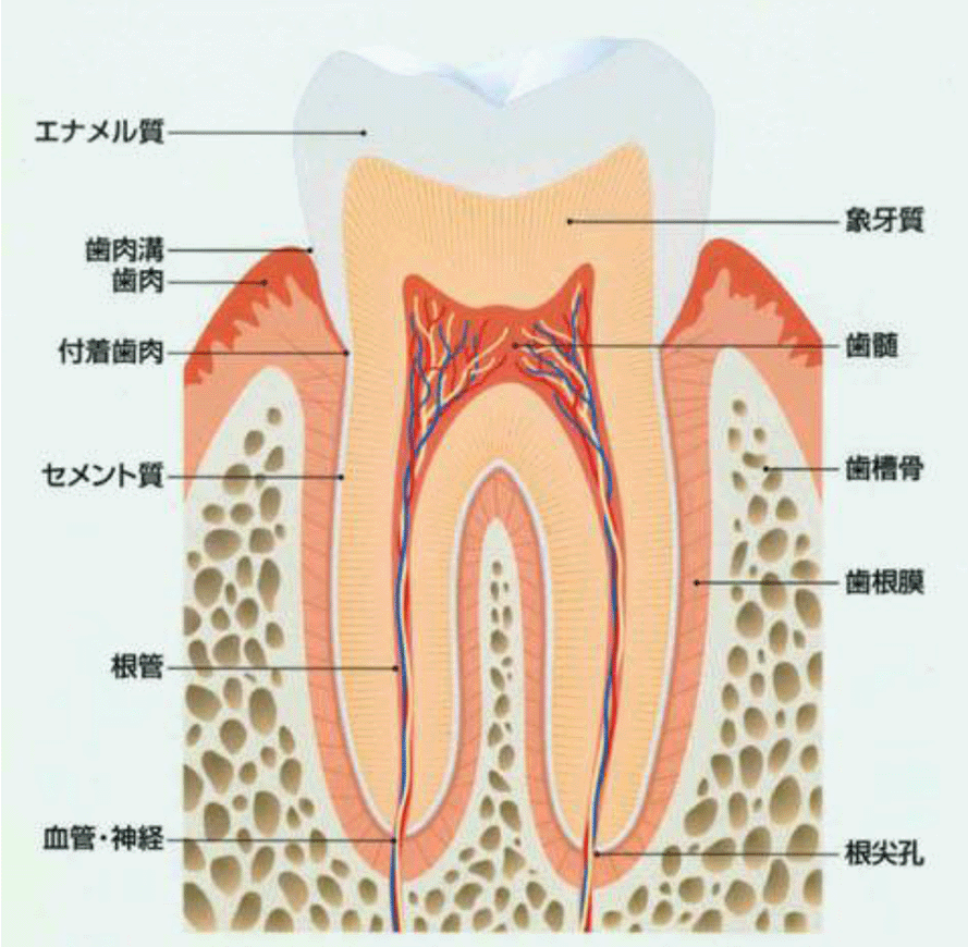 歯の健康